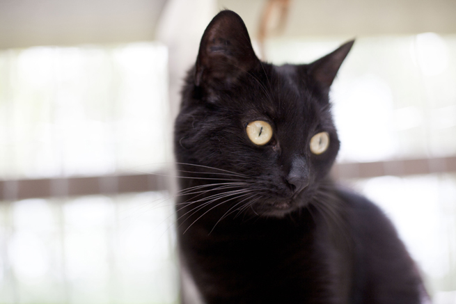 Twilight the cat is available for adoption. Twilight the cat is available for adoption.