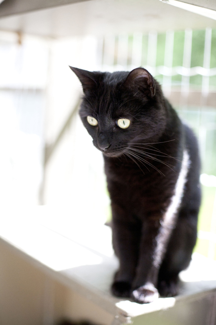 Twilight the cat is available for adoption. Twilight the cat is available for adoption.