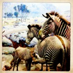 zebras