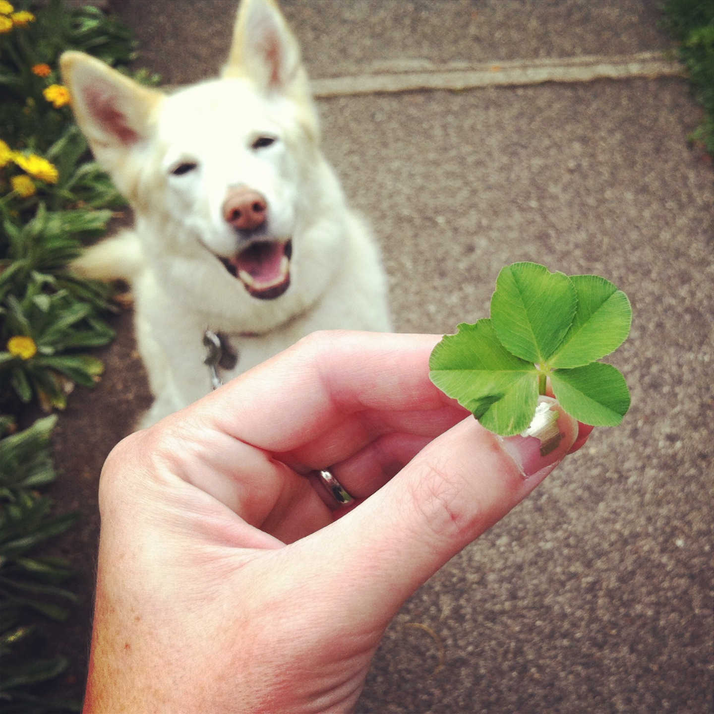 dog and 4-leaf clover