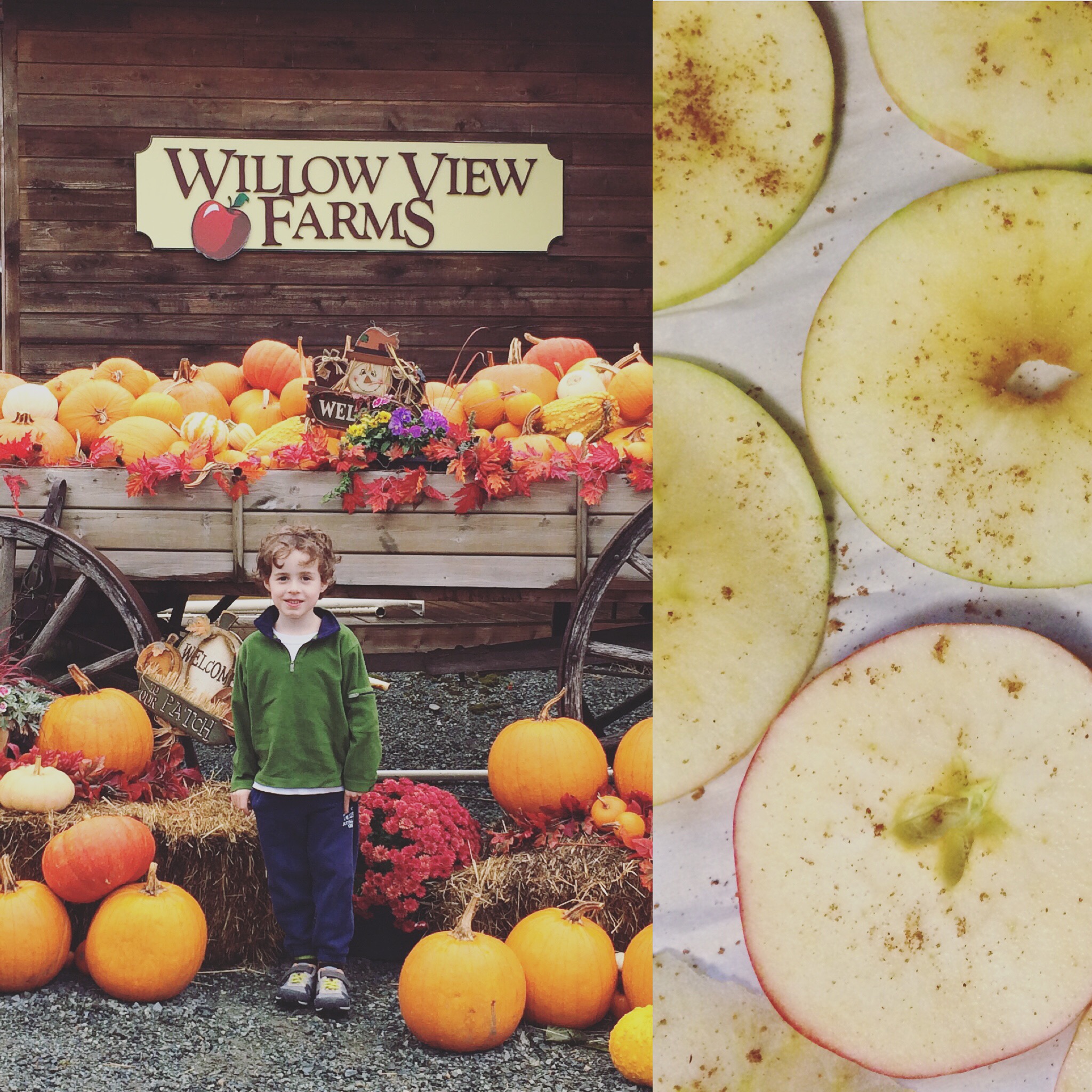 We made apple chips after apple-picking at Willow View Farms