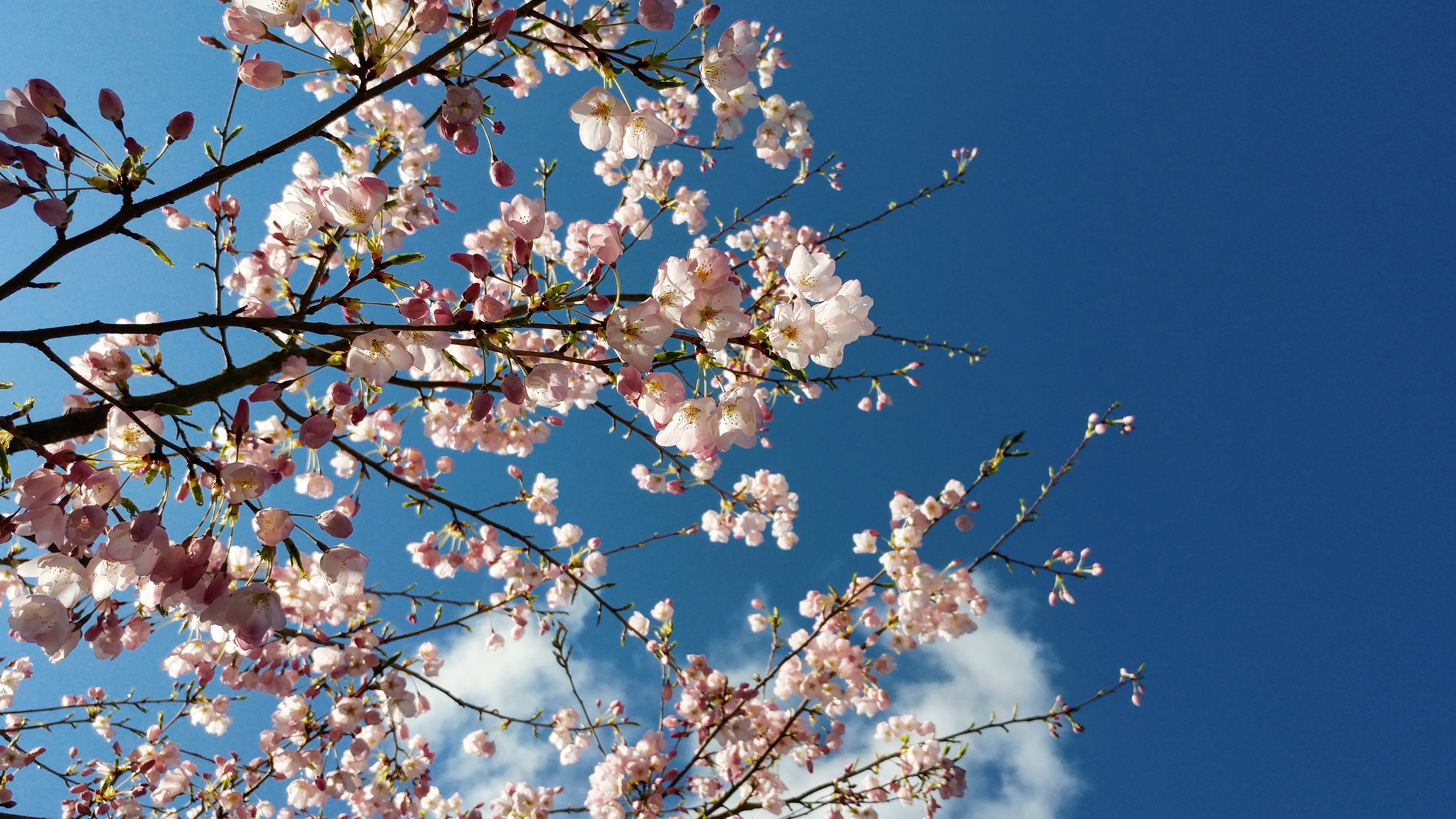 cherry blossoms in spring, Vancouver, BC