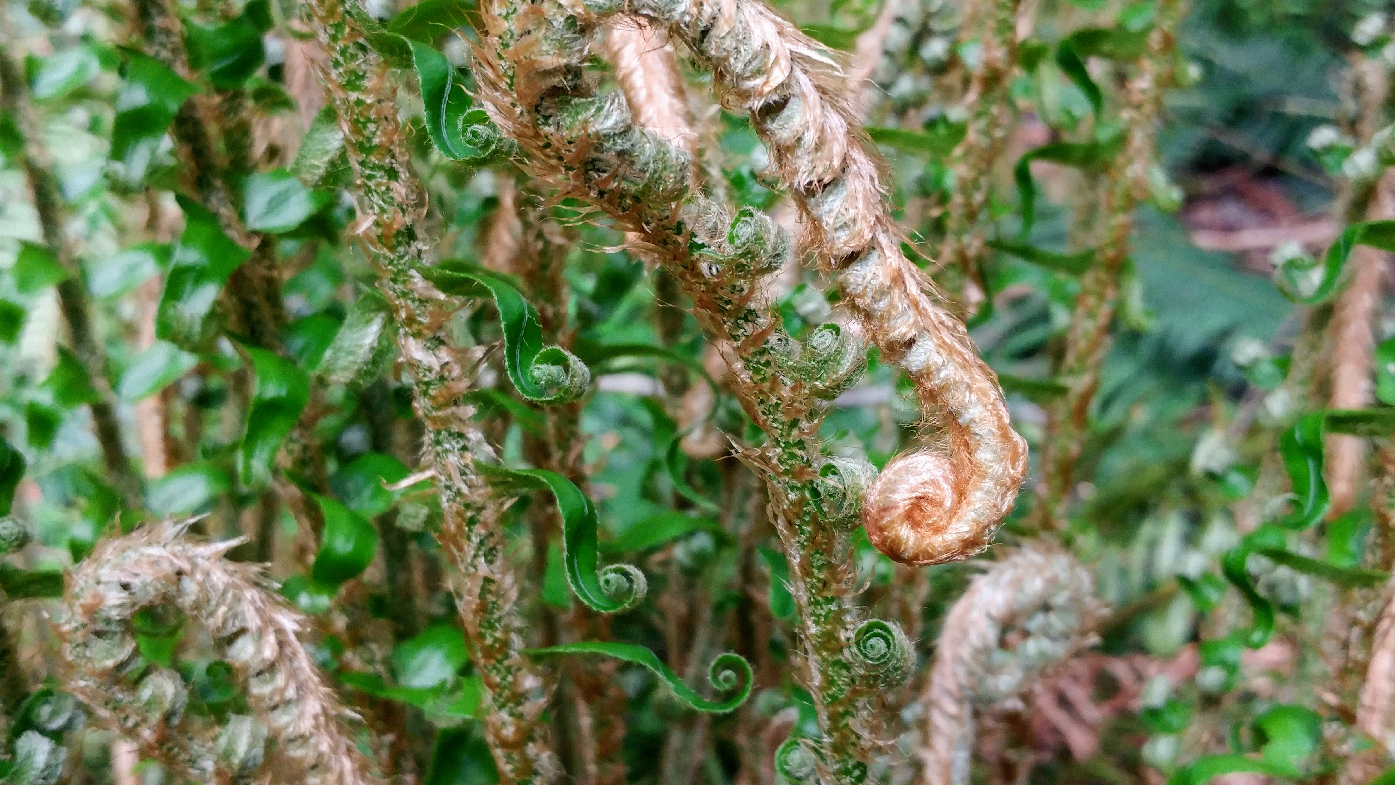 Spirals in ferns in Vancouver, BC â€“ https://www.kimwerker.com/blog